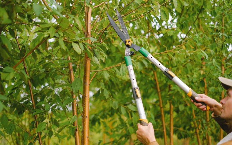 Tree trimming in Pewee Valley, KY